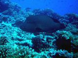 Rangiroa3 (Small).JPG